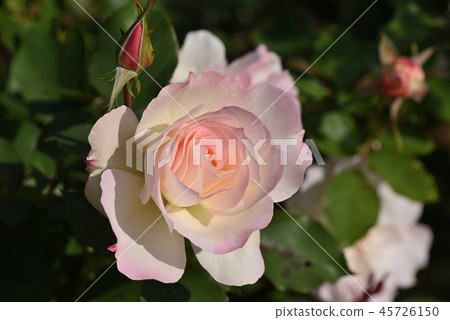 Rose (Matilda) Rose (Matilda) 45726150