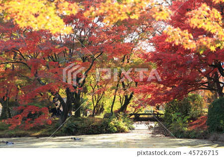 在秋天的落葉中散步 45726715