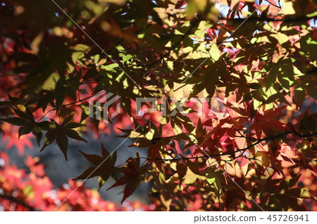 Autumn leaves of Senba, Sano City, Tochigi Prefecture Autumn leaves of Senba, Sano City, Tochigi Prefecture 45726941