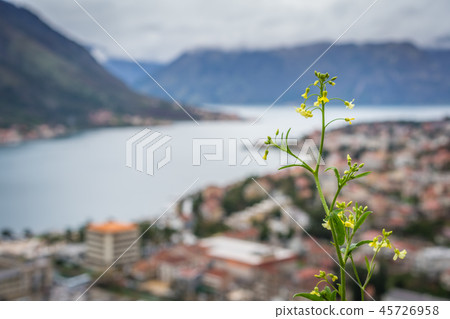 Yellow flower growing on a hill above Bay of Kotor Yellow flower growing on a hill above Bay of Kotor 45726958