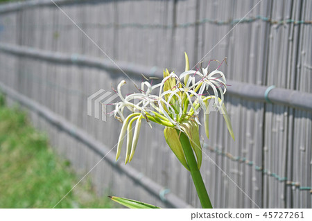 White Hamyu flower White Hamyu flower 45727261