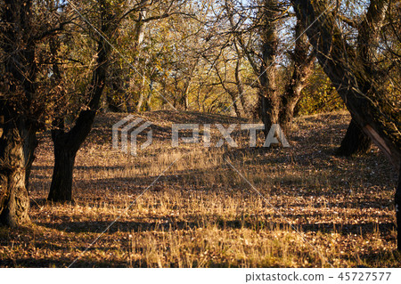 beautiful trees in the autumn season beautiful trees in the autumn season 45727577