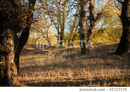 beautiful trees in the autumn season beautiful trees in the autumn season 45727578