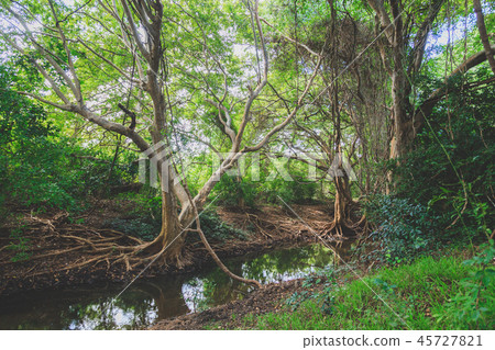 Mangrove forest in Sri Lanka Mangrove forest in Sri Lanka 45727821