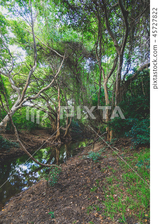 Mangrove forest in Sri Lanka Mangrove forest in Sri Lanka 45727822