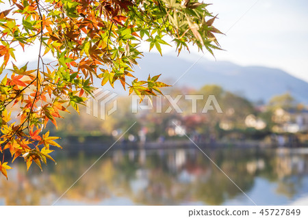 Japan Beautiful Maple Leaf Travel Kyushu Kinrin Lake Maple leaf Maple leaf Autumn leaves Maple 45727849