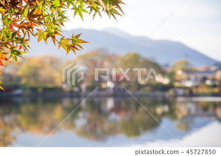 Japan Beautiful Maple Leaf Travel Kyushu Kinrin Lake Maple leaf Maple leaf Autumn leaves Maple 45727850