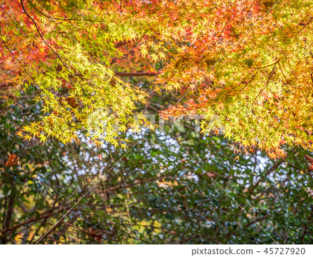 Japan beautiful maple leaf travel background Maple leaf maple leaf autumn leaves maple 45727920