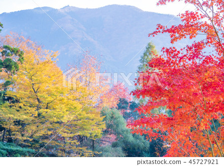 Japan beautiful maple leaf travel background Maple leaf maple leaf autumn leaves maple 45727921