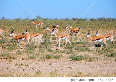 Herd of impalas in Etosha National Park Herd of impalas in Etosha National Park 45728757