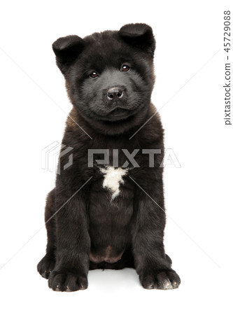 American Akita puppy sits on white background American Akita puppy sits on white background 45729088