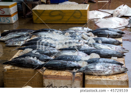 Early morning fish market in Negombo, Sri Lanka Early morning fish market in Negombo, Sri Lanka 45729539