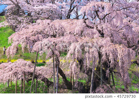 One cherry tree - Mitsuni Taki cherry tree 45729730