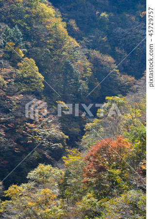 Autumn leaves of Okutama Autumn leaves of Okutama 45729757