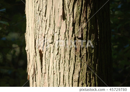 Forest protection 45729780