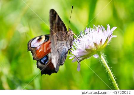 Peacock butterfly on a blossom in the summer. 45730032