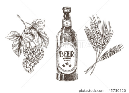 Hop and Wheat Bunches Isolated Beer Ingredients 45730320