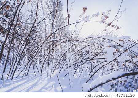Branches is full of snow 45731120