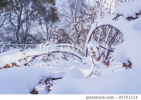 Branches is full of snow 45731124
