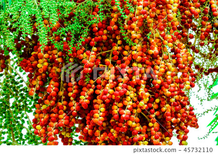 fresh raw palm seeds in farm seed has palm fruit 45732110