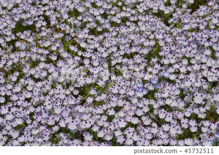 喜林草 喜林草 45732511