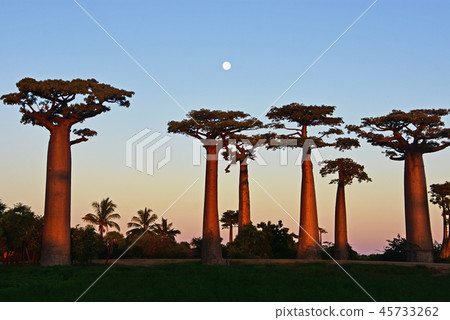 猴麵包樹公路 45733262