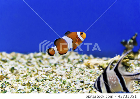 Aquarium fishes in salt water 45733351