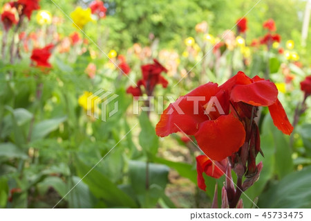 紅色花和黃色花 紅色花和黃色花 45733475