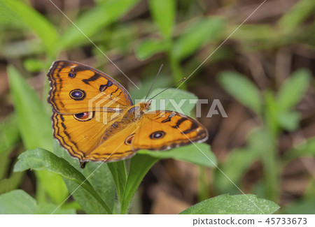 Peacock Pansy Junonia almana  45733673