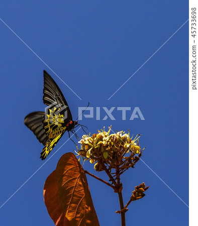 Common Birdwing Troides helena  45733698