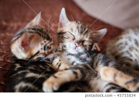 Cute bengal cat kitten at home 45733834