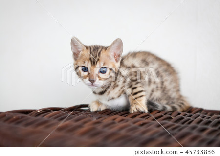 Cute bengal cat kitten at home 45733836