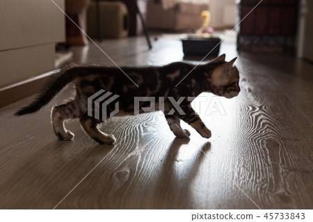 Cute bengal cat kitten at home 45733843