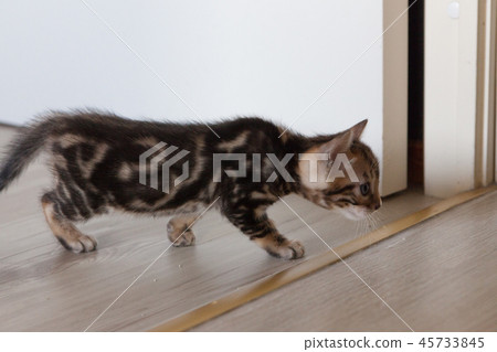 Cute bengal cat kitten at home 45733845