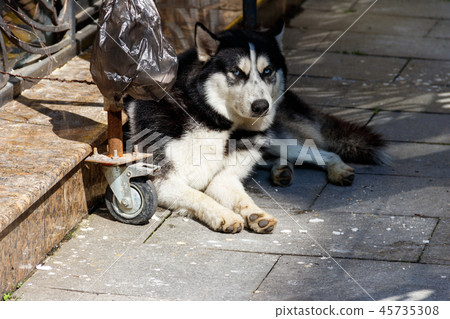 Homeless husky dog on a city street 45735308