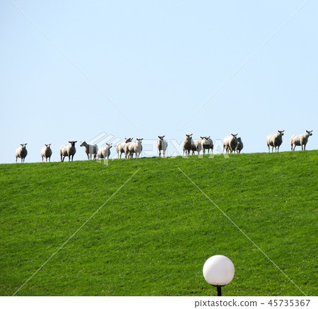 Herd of sheep grazing on the slope 45735367