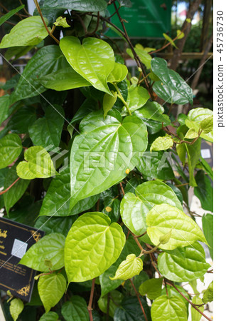 Piper betle is a herbal tree Piper betle is a herbal tree 45736730