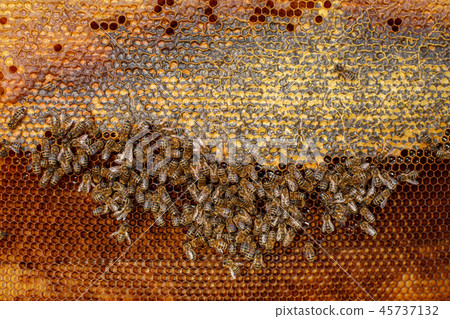 Natural color close up honeycomb in wooden beehive 45737132