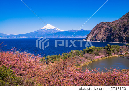 （靜岡縣）從河津櫻花盛開西面飯田，富士山過海 45737150