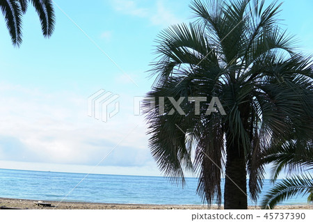 tropical Palms Ocean sand beach vacation ok 45737390