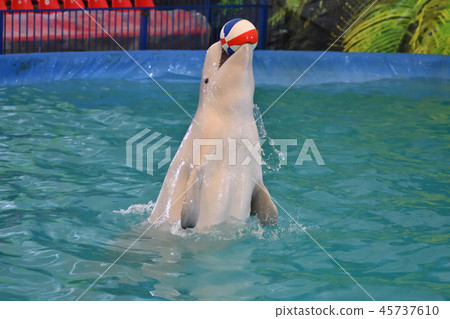 Belukha performs an exercise ball Belukha performs an exercise ball 45737610