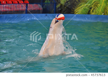 Belukha performs an exercise ball Belukha performs an exercise ball 45737613
