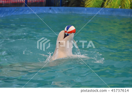 Belukha performs an exercise ball Belukha performs an exercise ball 45737614
