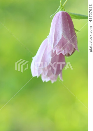 Hotarubukuro淺紫色雙 45737638