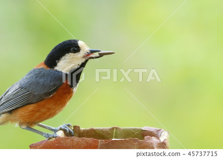 野公豬野生鳥自然背景關閉 45737715