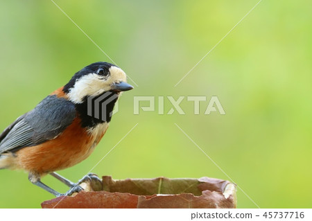 野公豬野生鳥自然背景關閉 45737716