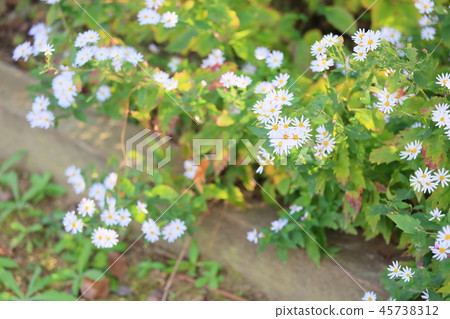 Nogiku花 Nogiku花 45738312