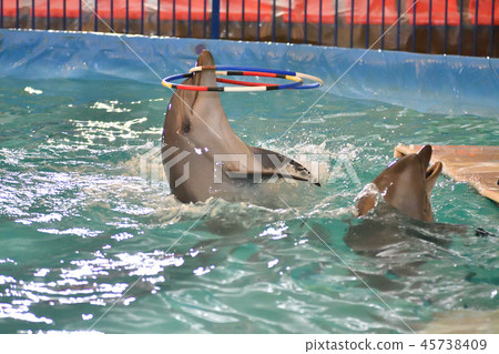 Dolphin with hoop 45738409