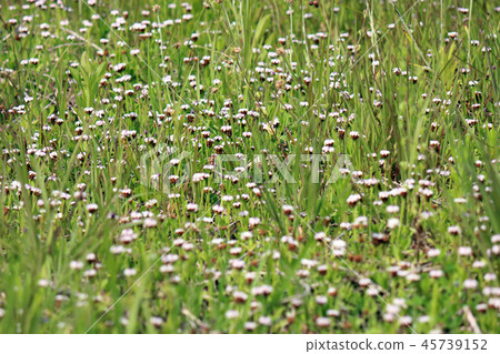 Himeiwadarezou Himeiwadarezou 45739152