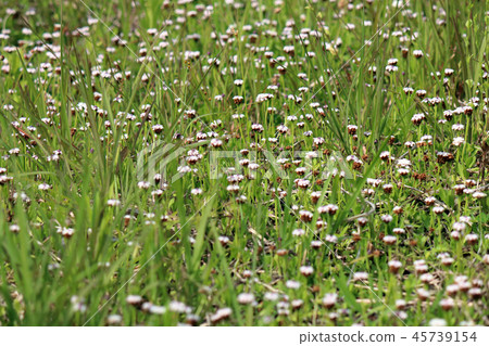 Himeiwadarezou Himeiwadarezou 45739154